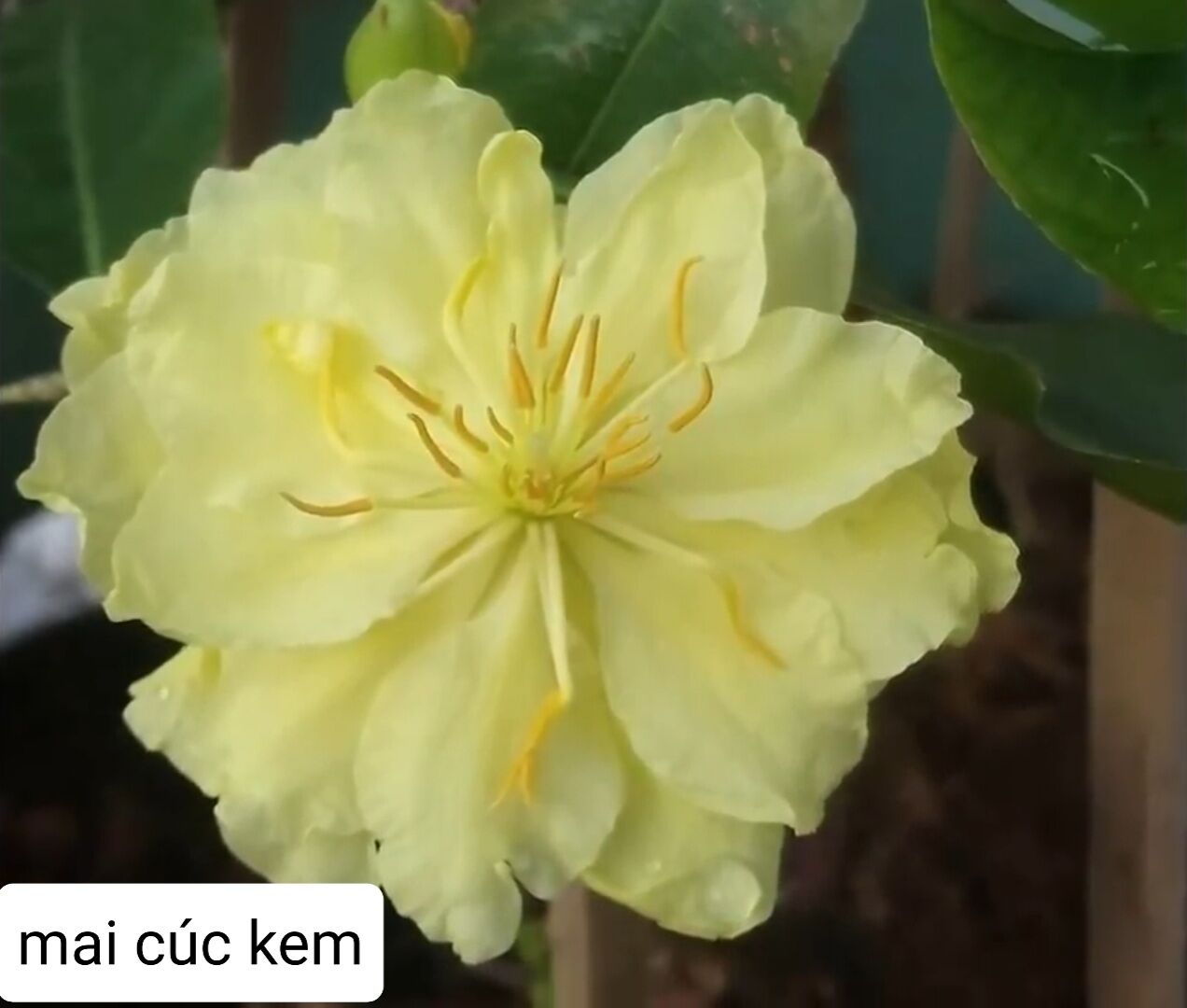 Mai cúc kem, giống mai mới nhiều cánh đột biến