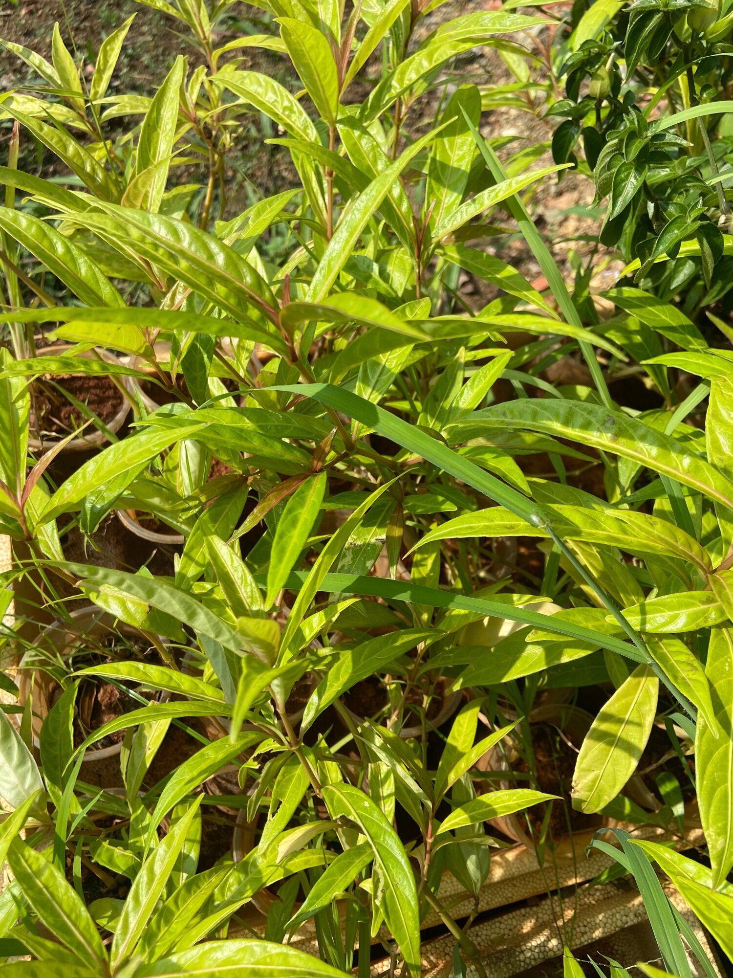 Cây hoàn ngọc đỏ