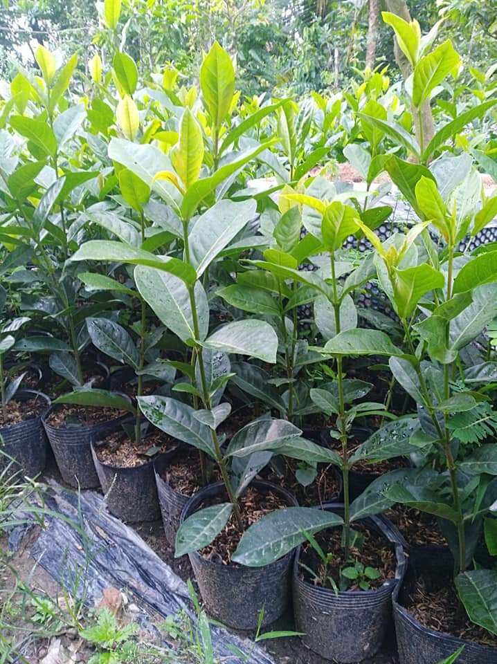 Mỹ Cam
