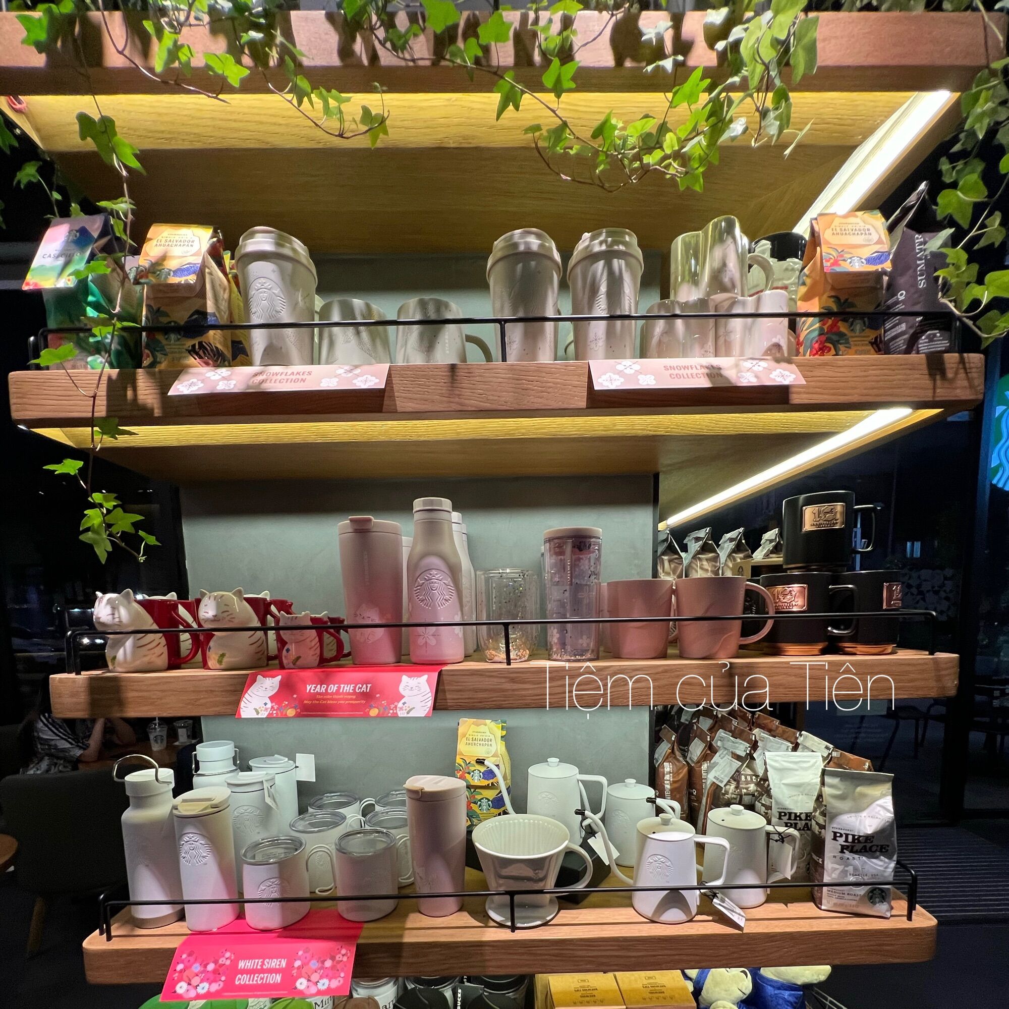 Bình STARBUCKS - YEAR OF THE CAT 2023