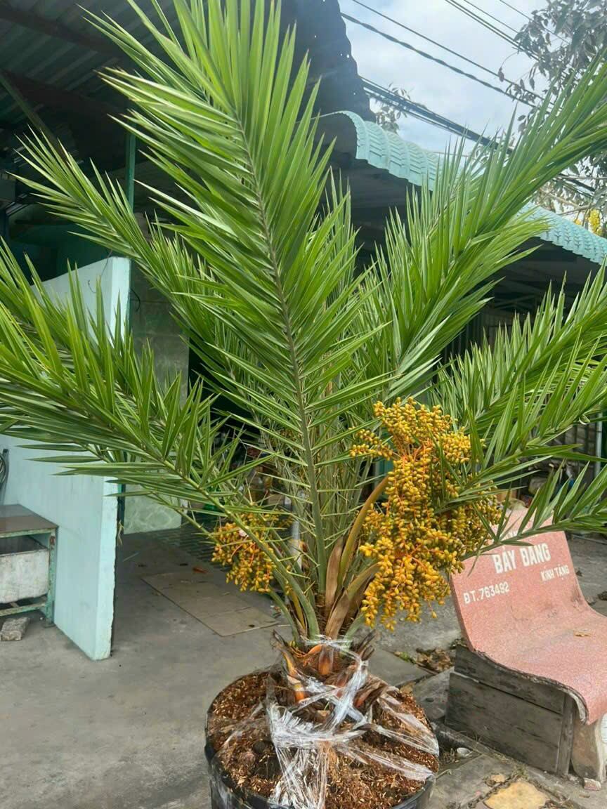 Cây Giống Chà Là DuBai