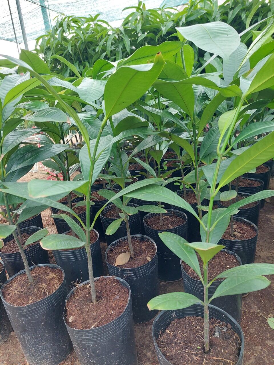 Cây măng cụt