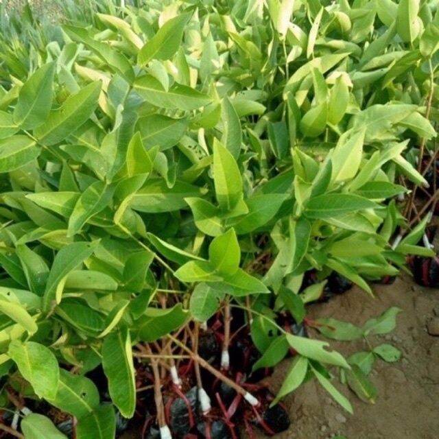 0Cây giống roi đỏ Thái Lan ( mận đỏ An Phước) không hạt.