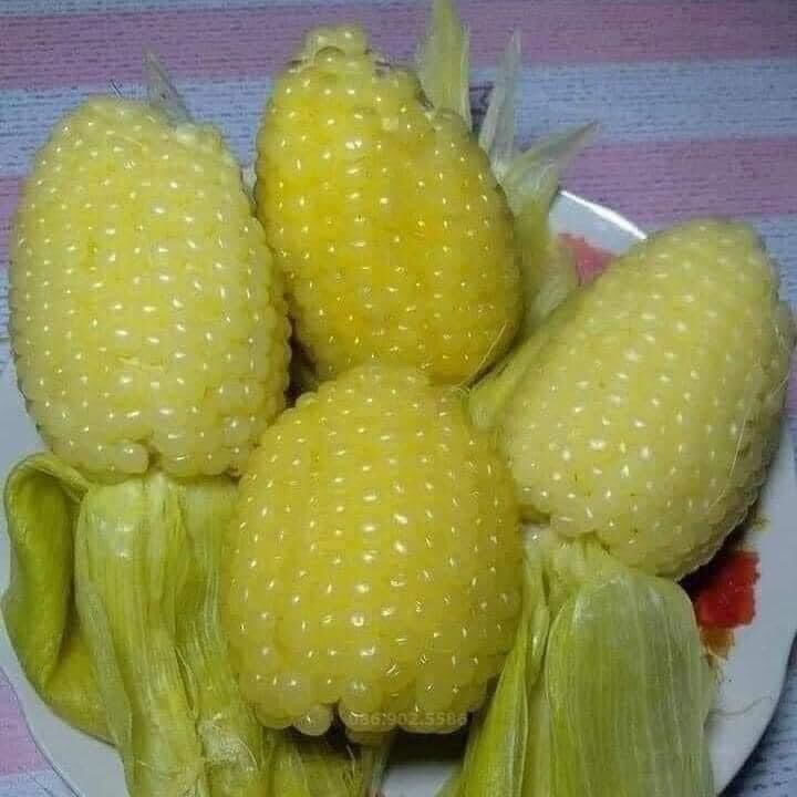 500g hạt giống bắp nếp nù sữa