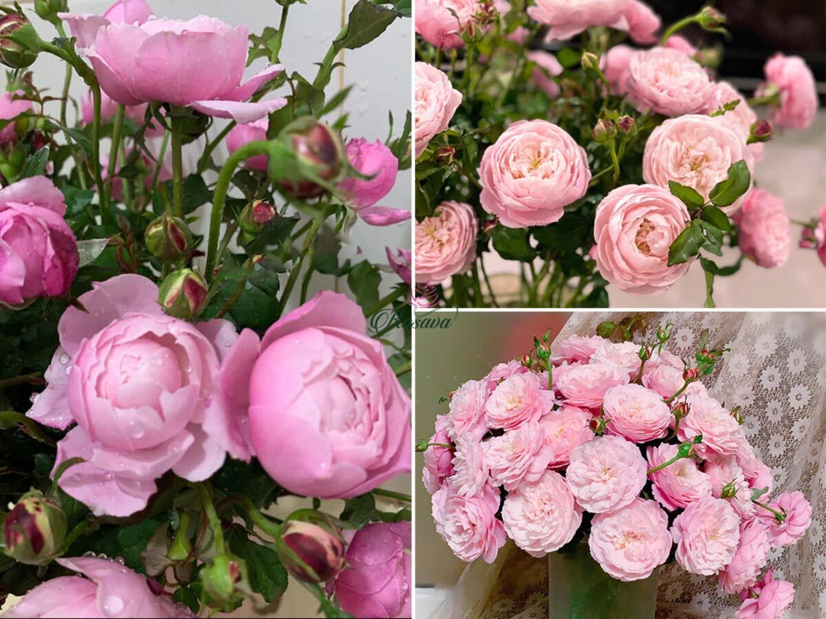 Hoa hồng Plume Rose (Leo) - form cánh cúp