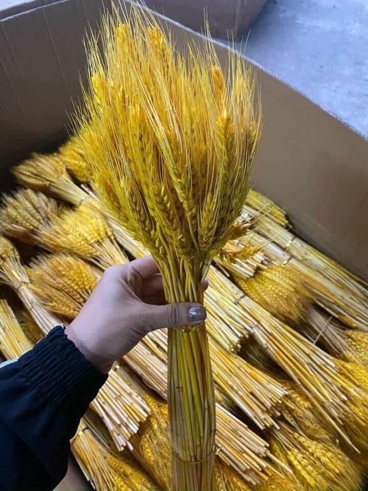 BÔNG LÚA MẠCH VÀNG 100 bông