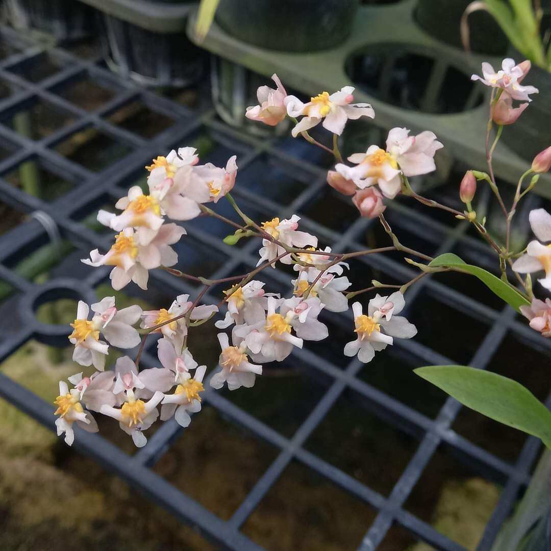 Vũ nữ ngàn sao đang nụ tết