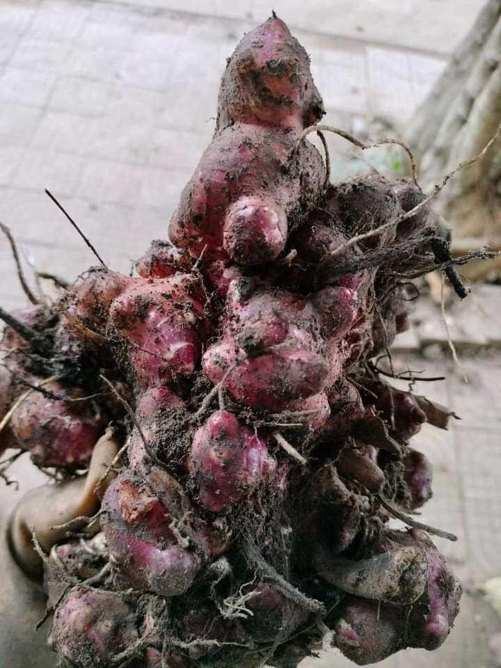 Củ giống cây sâm đất khoảng 1kg