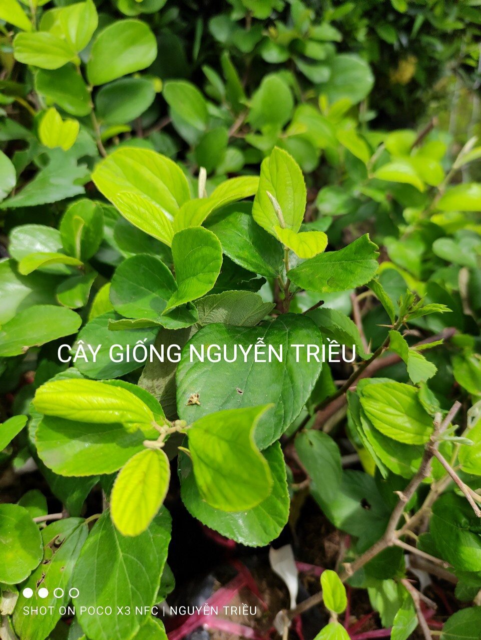 CÂY GIỐNG TÁO THÁI