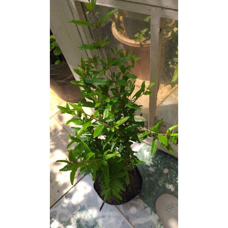 chậu cây lựu thái lan cao 40-70cm, cây đẹp