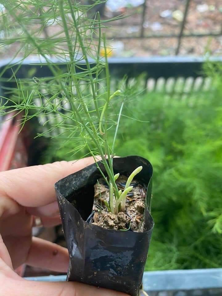 Cây măng tây con làm giống