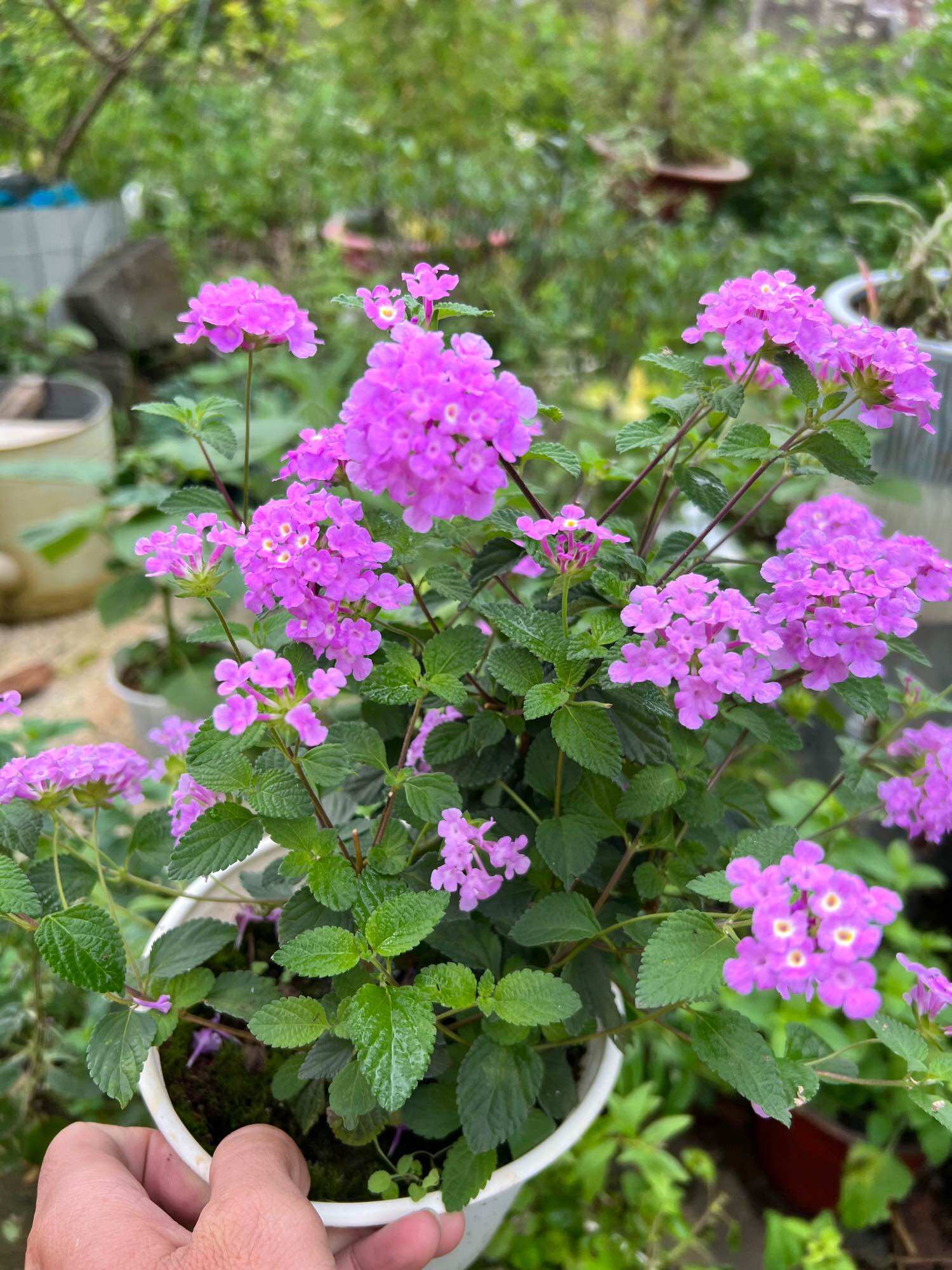Cây hoa ngũ sắc tím