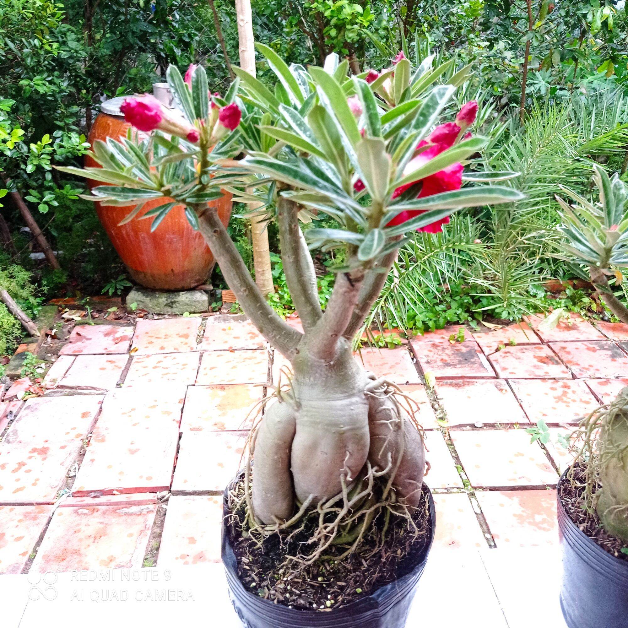 Sứ Thái Cánh Kép siêu bông