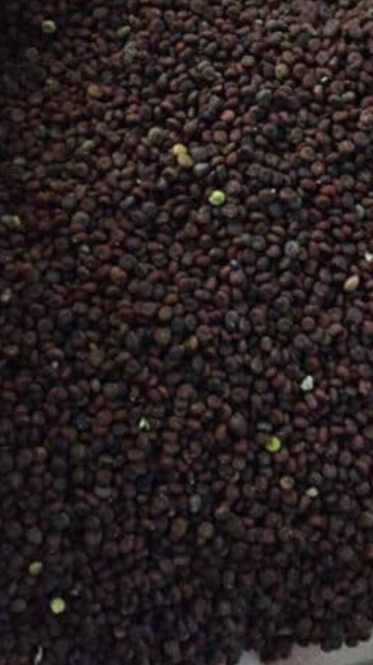 Hạt Mần Ri Hoa Loại 1Kg 2023 new