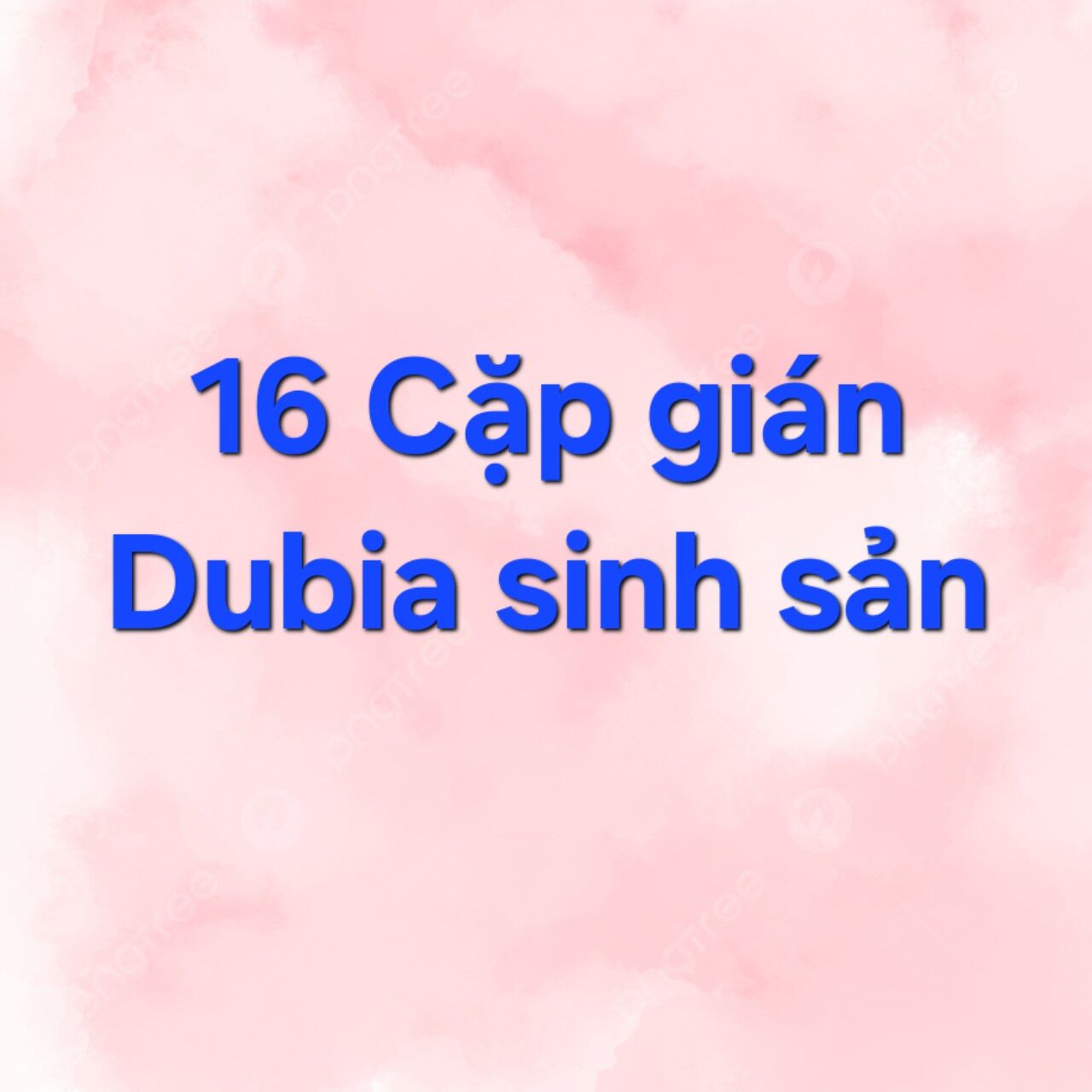 16 cặp dubia s.sản (Dubiasg)