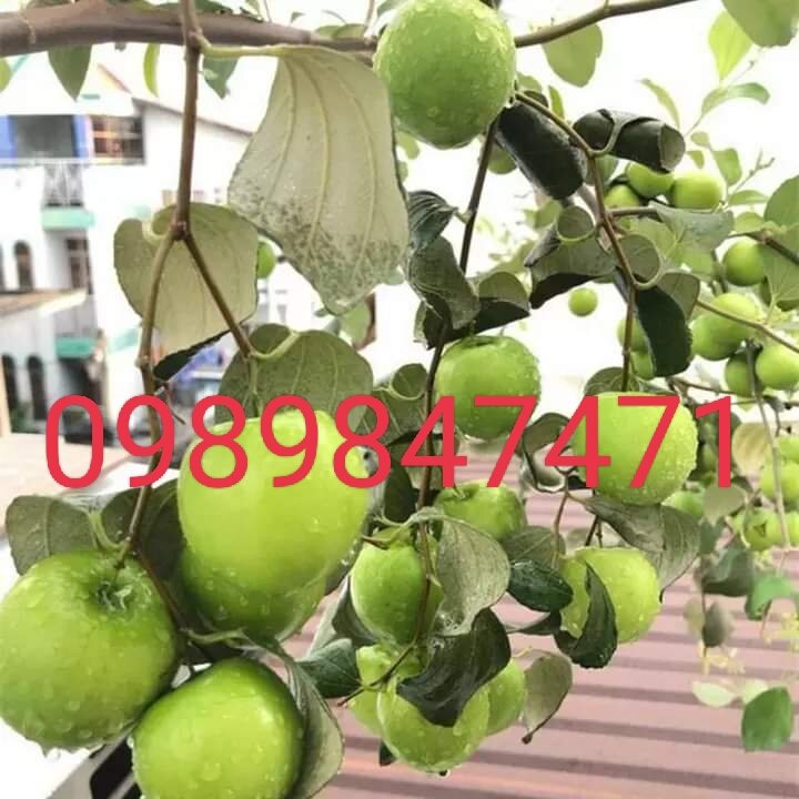 combo 2 cây táo thái đang ra hoa