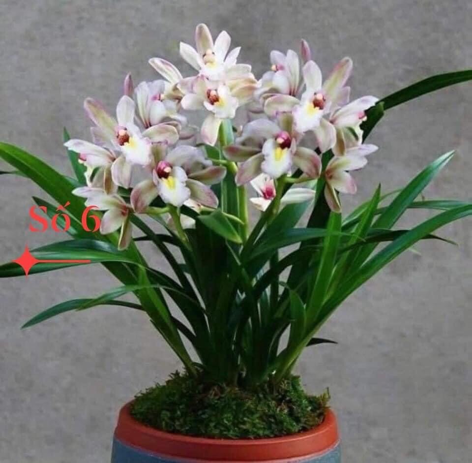Địa lan santo