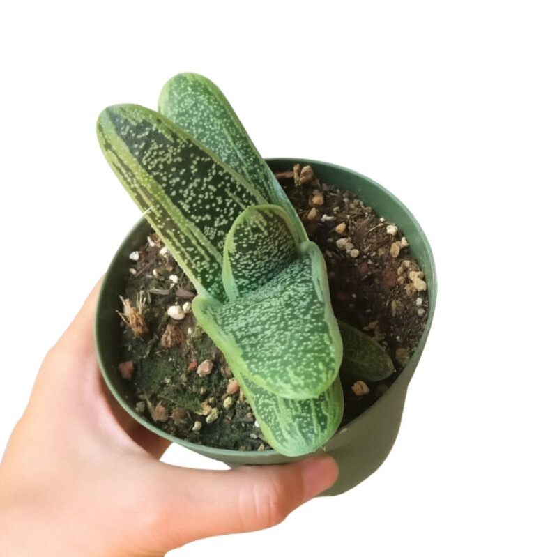 Sale 50%- Sen đá Gasteria var