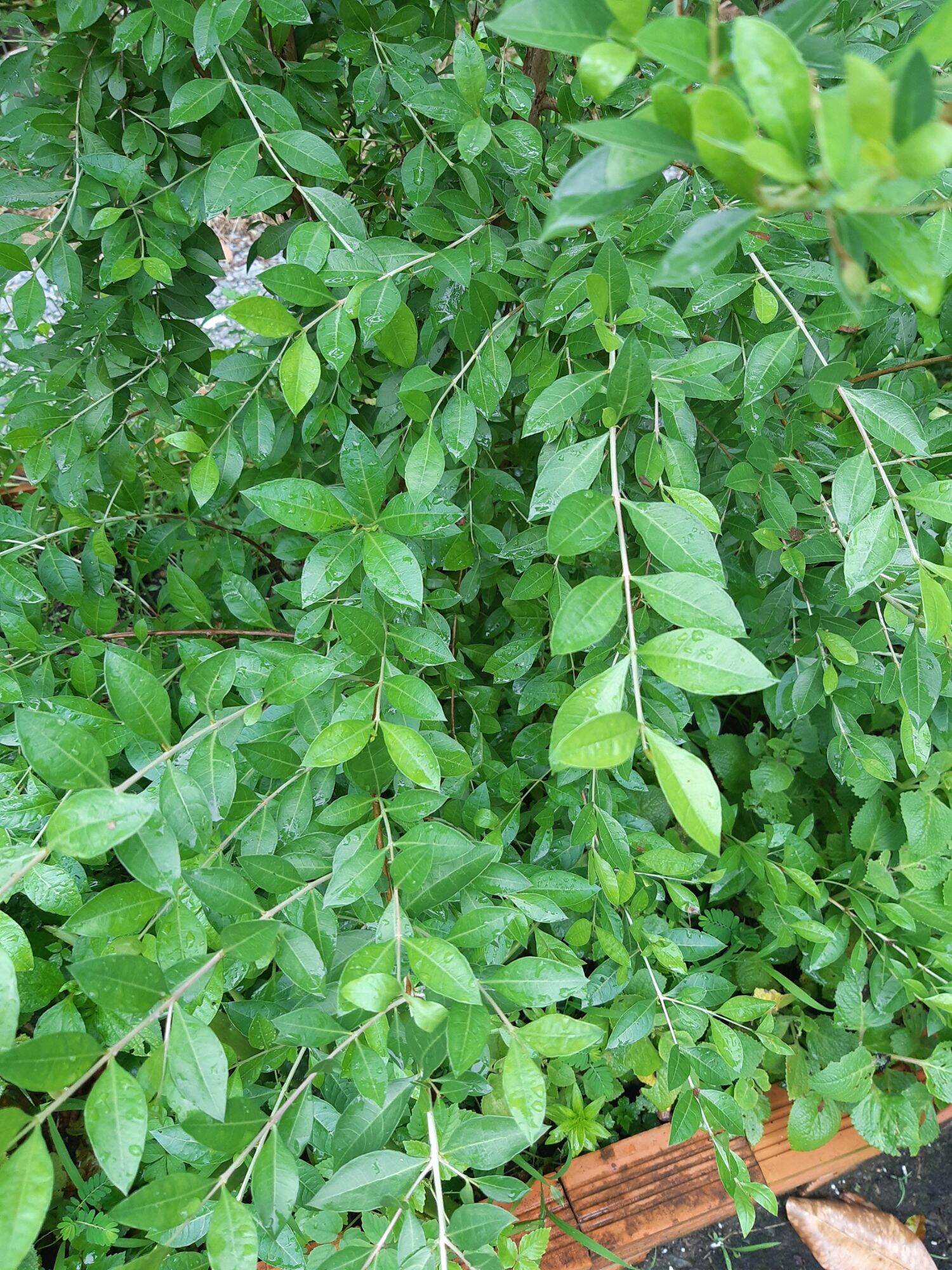 Cây henna, cây lá móng, cây lá mọi ( ảnh thật tại vườn)