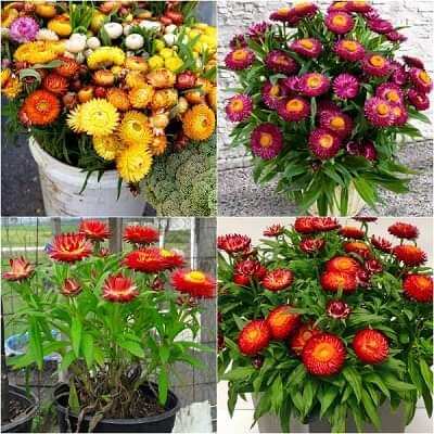 Hạt giống cúc bất tử mix màu