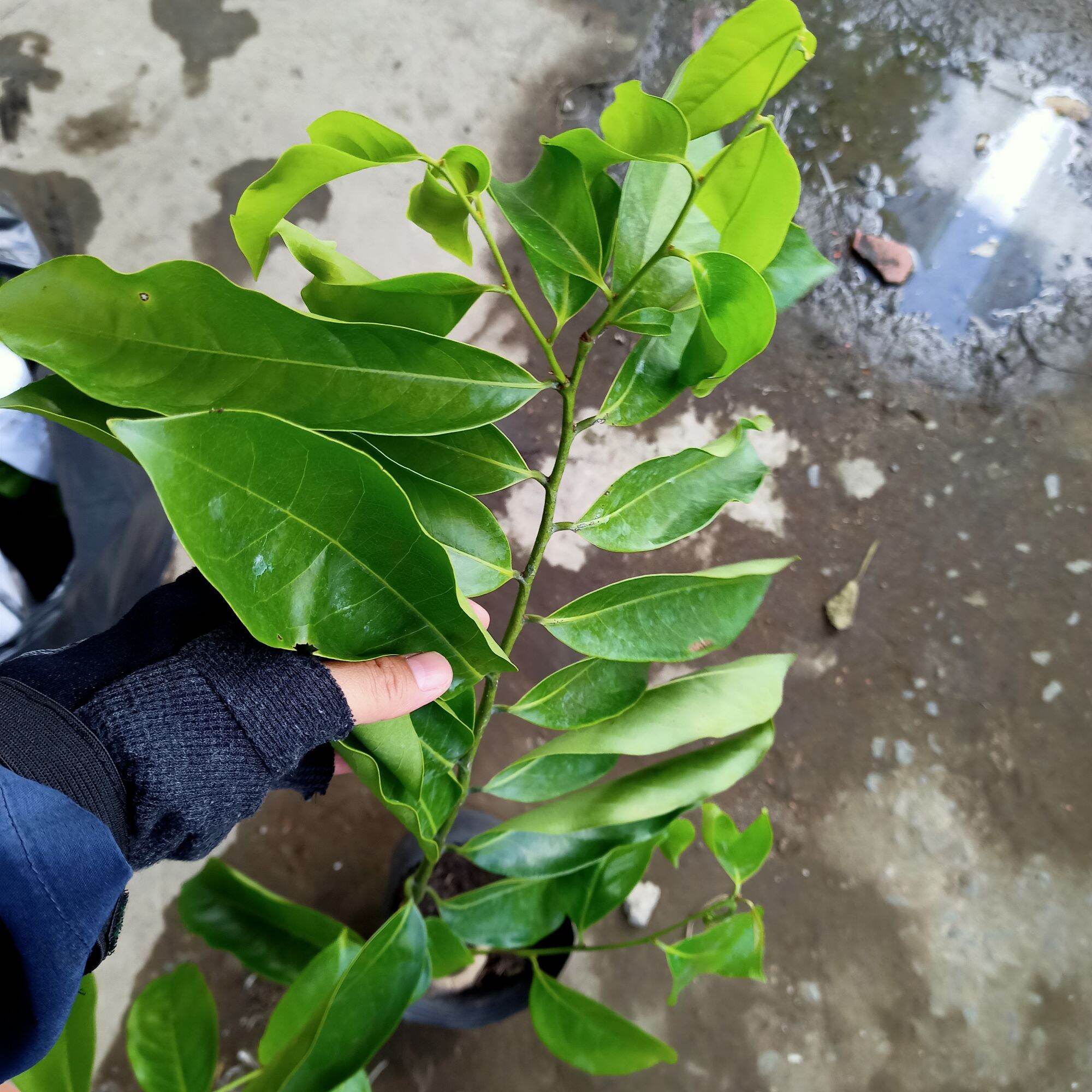 Chậu cây hoa dẻ