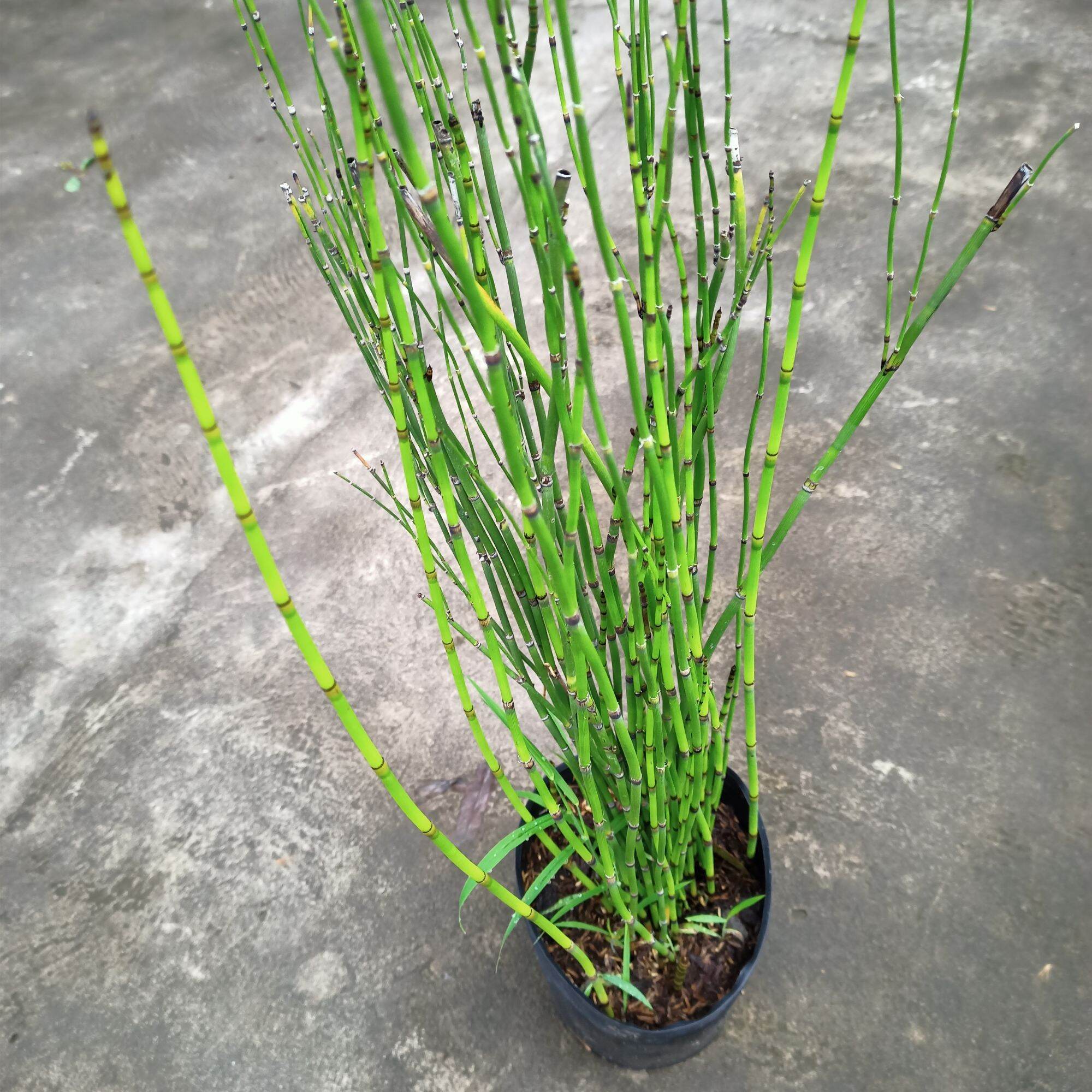 Chậu cây thiền trúc, trúc không lá