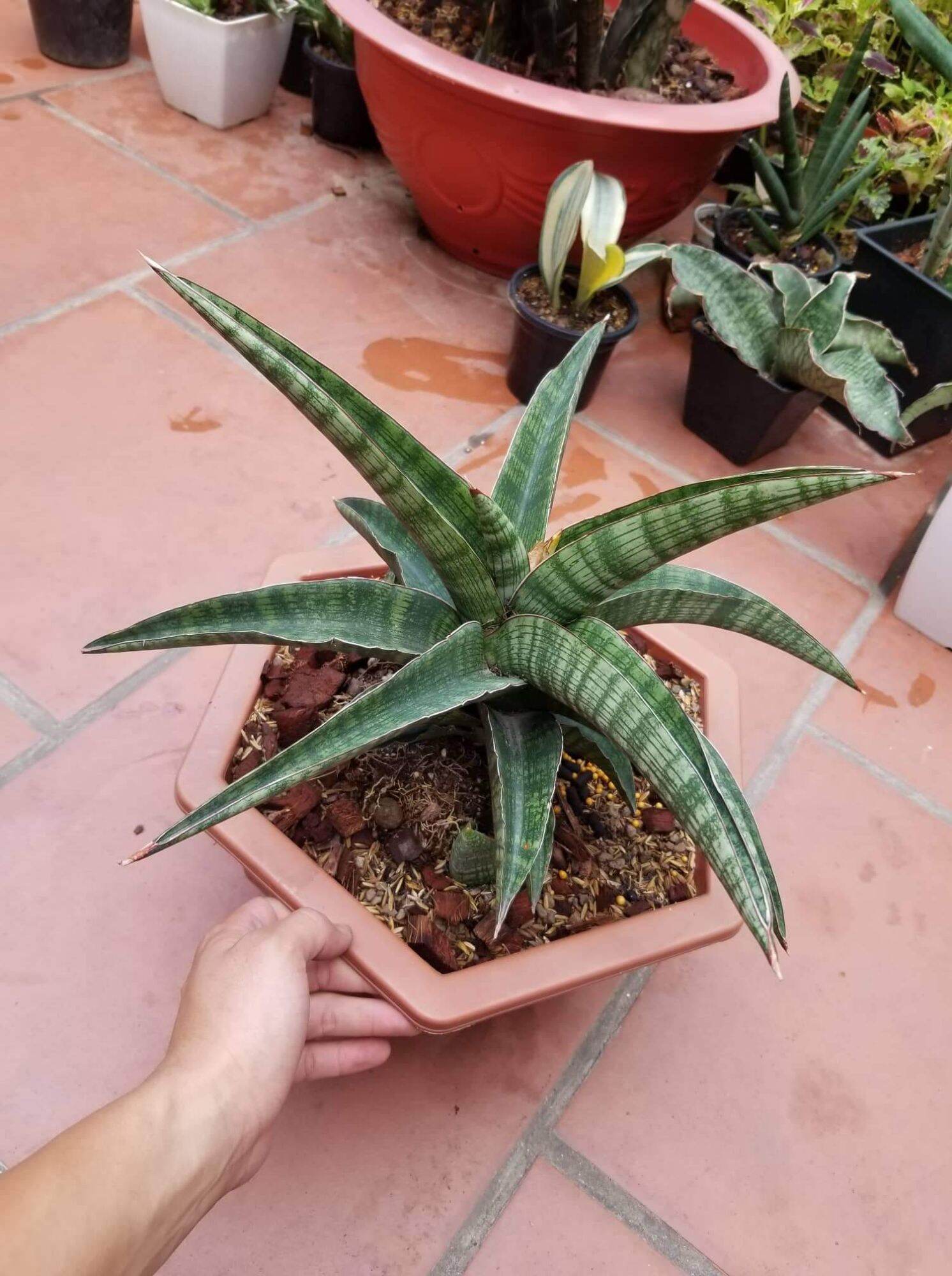 Cây lưỡi hổ - Sansevieria Phanphet