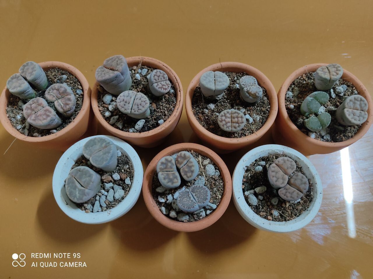 Combo sen mông lithop size 2.5-3cm gồm chậu đất nung