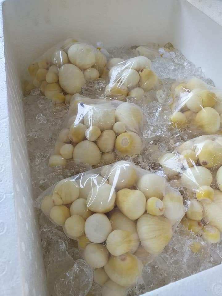 Mộng dừa lá dứa