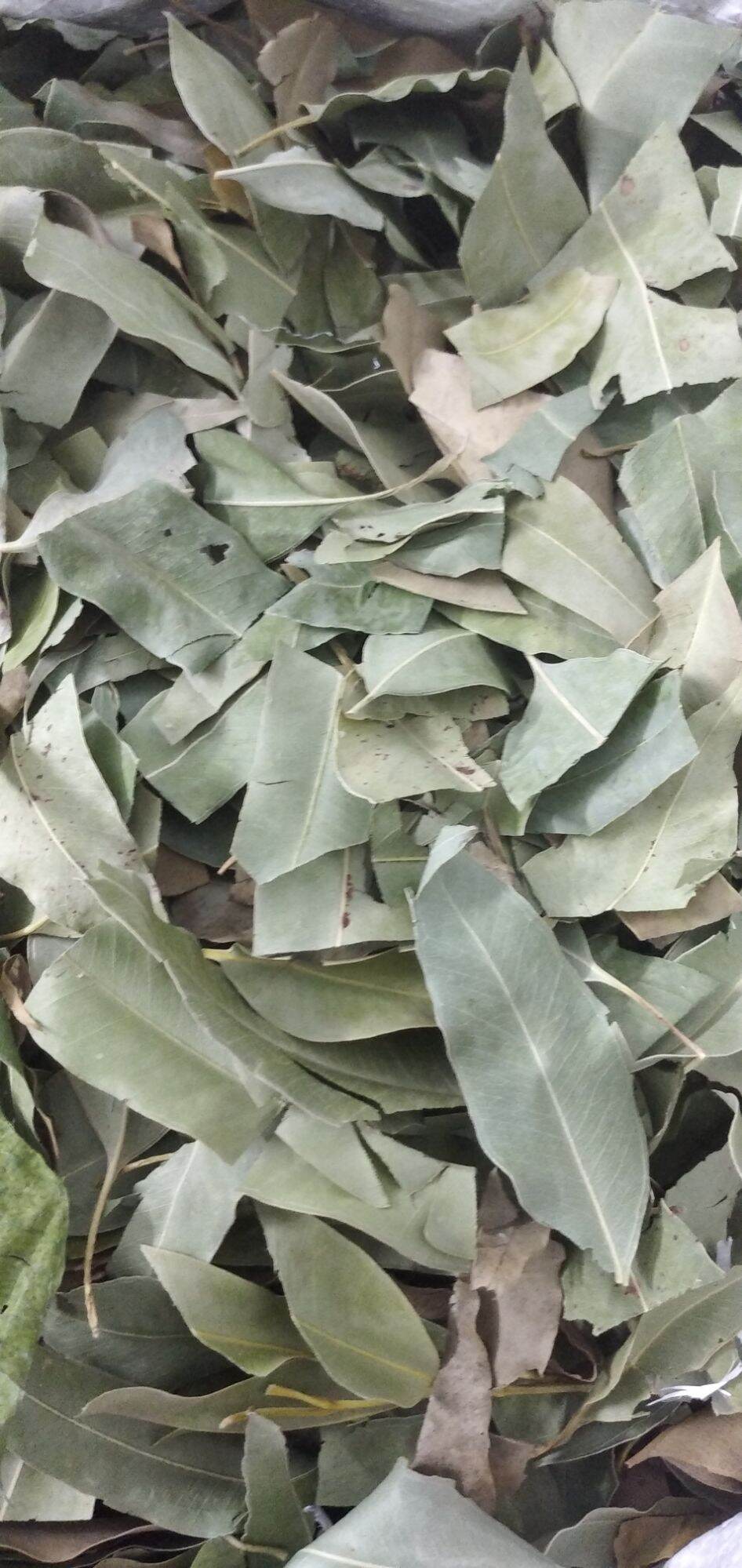 Lá Cây Bạch Đàn Khô ,lá bạch đàn khô 01KG lz1