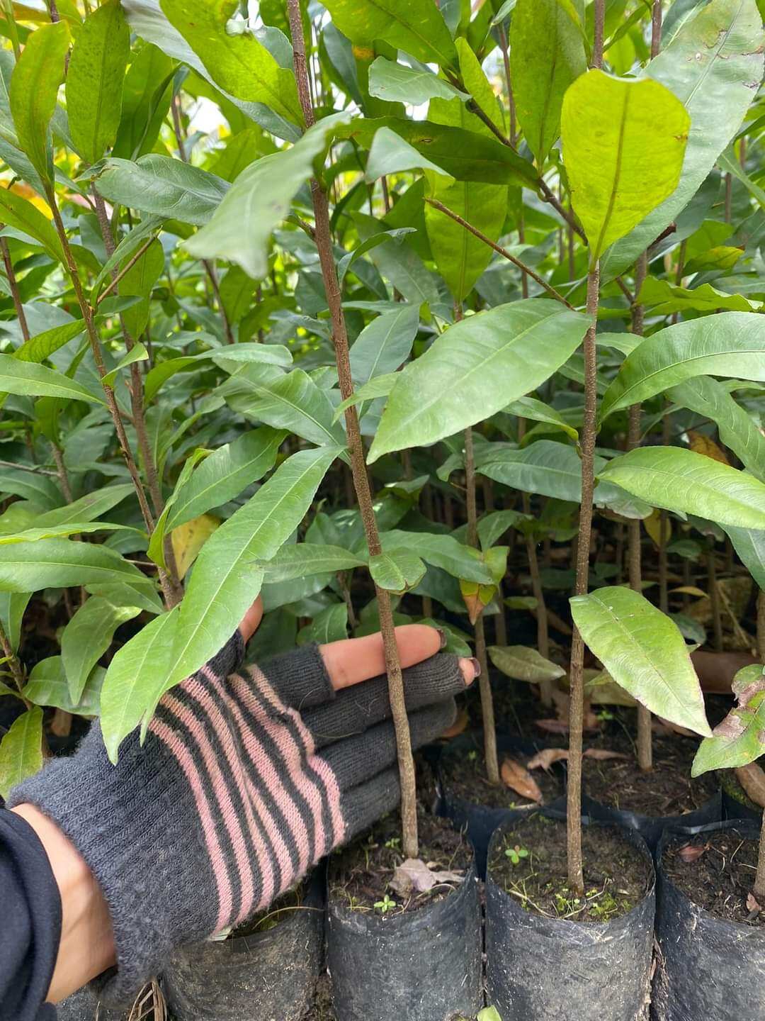 10 Cây mai con quấn rễ từ 80cm đến 100cm