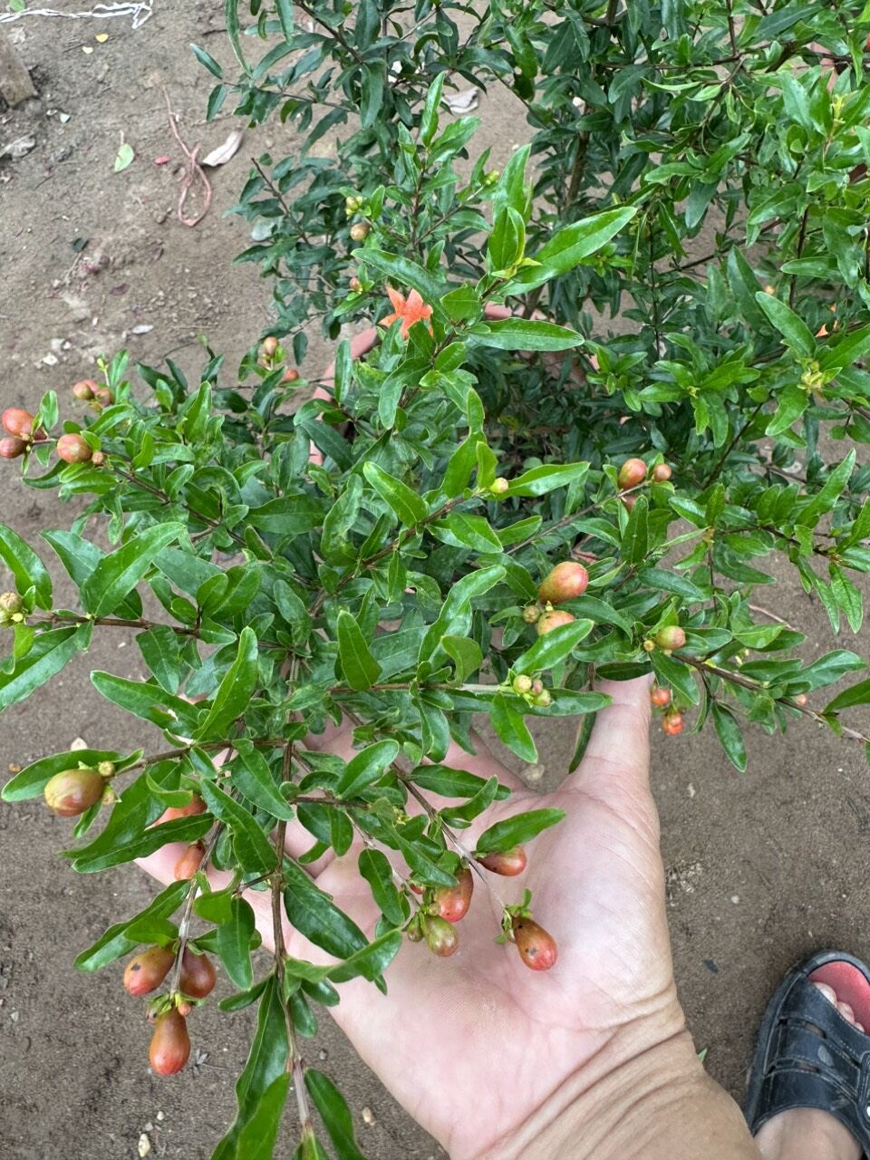 cây lựu đỏ ấn độ đang hoa