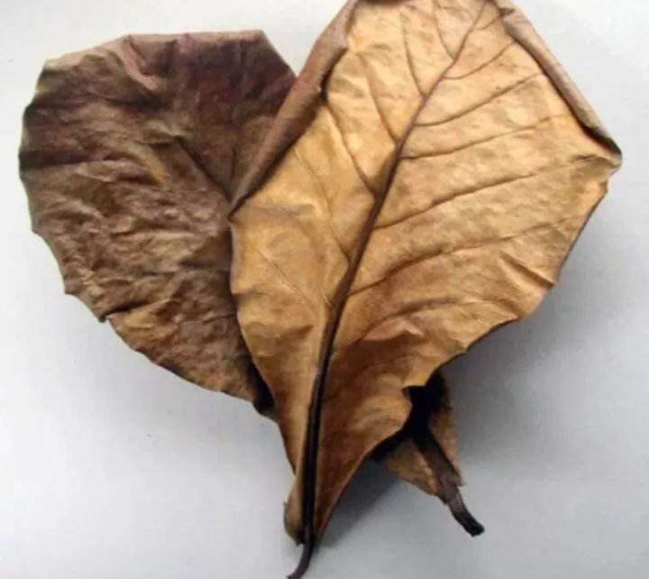 Lá bàn khô 100 lá