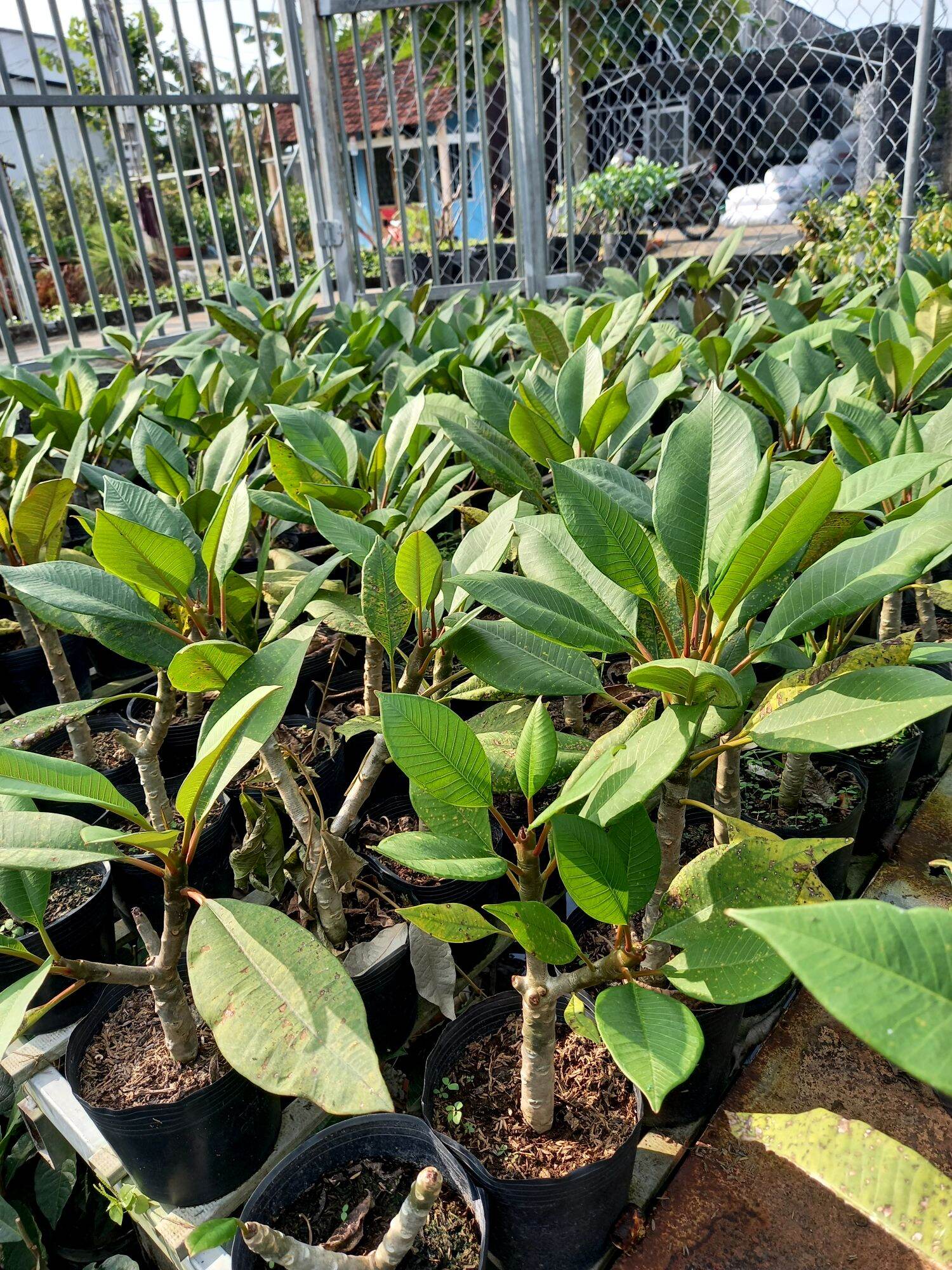 cây sứ đại vàng hoa thơm