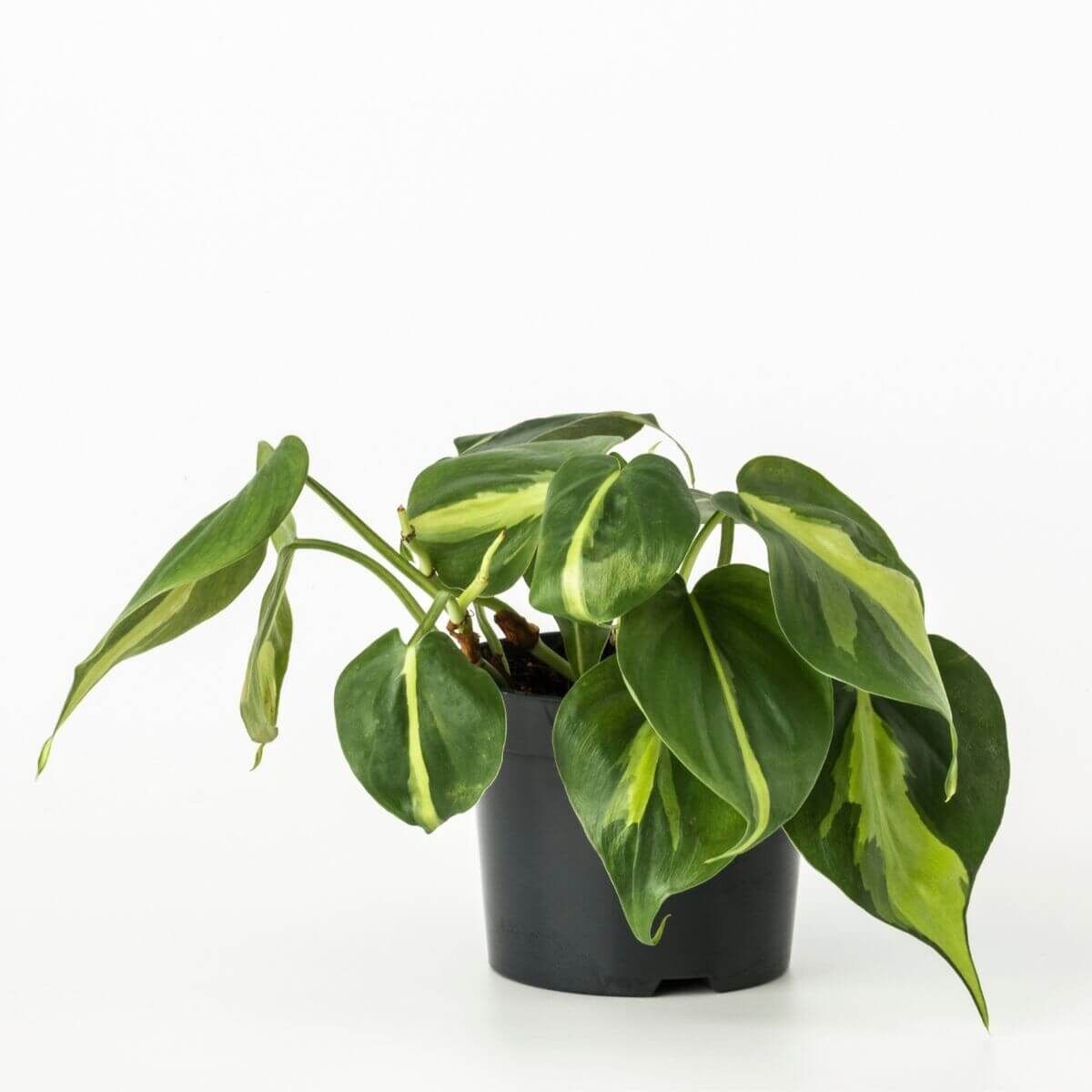 Cây trầu bà brazil/ Philodendron brasil