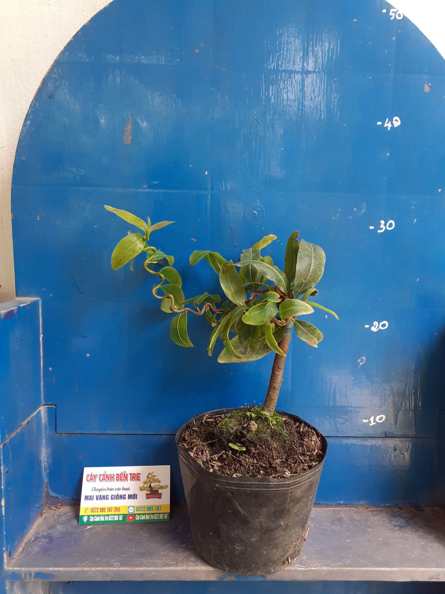 2 Cây Mai Quắn