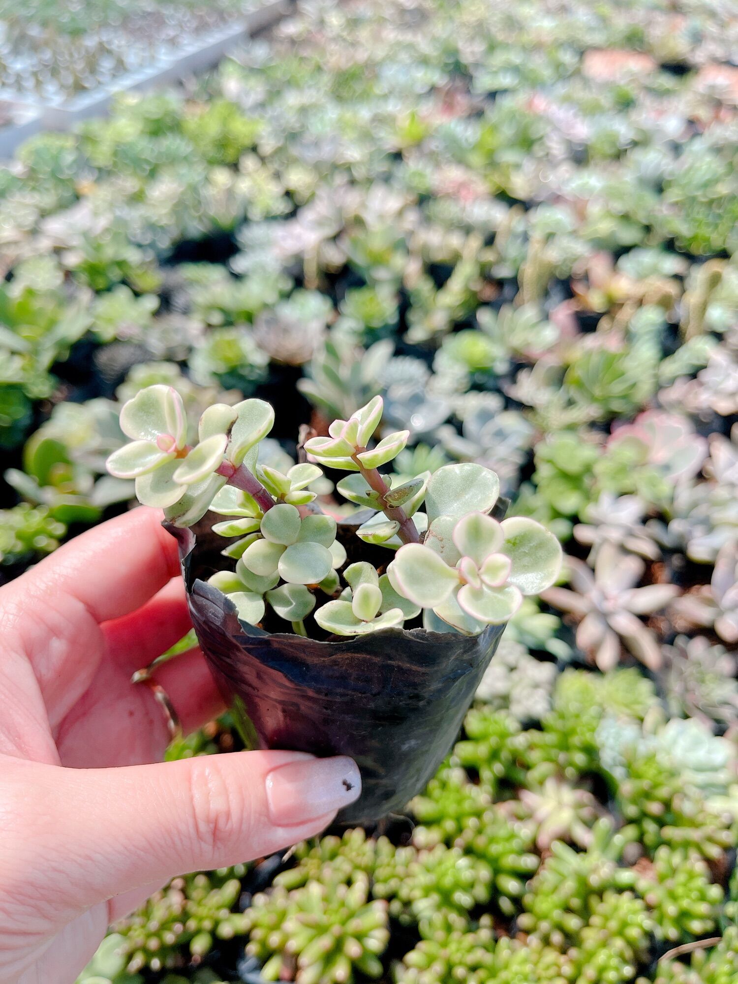 Sen đá đô la size bầu 3-5 cm xuất vườn đà lạt