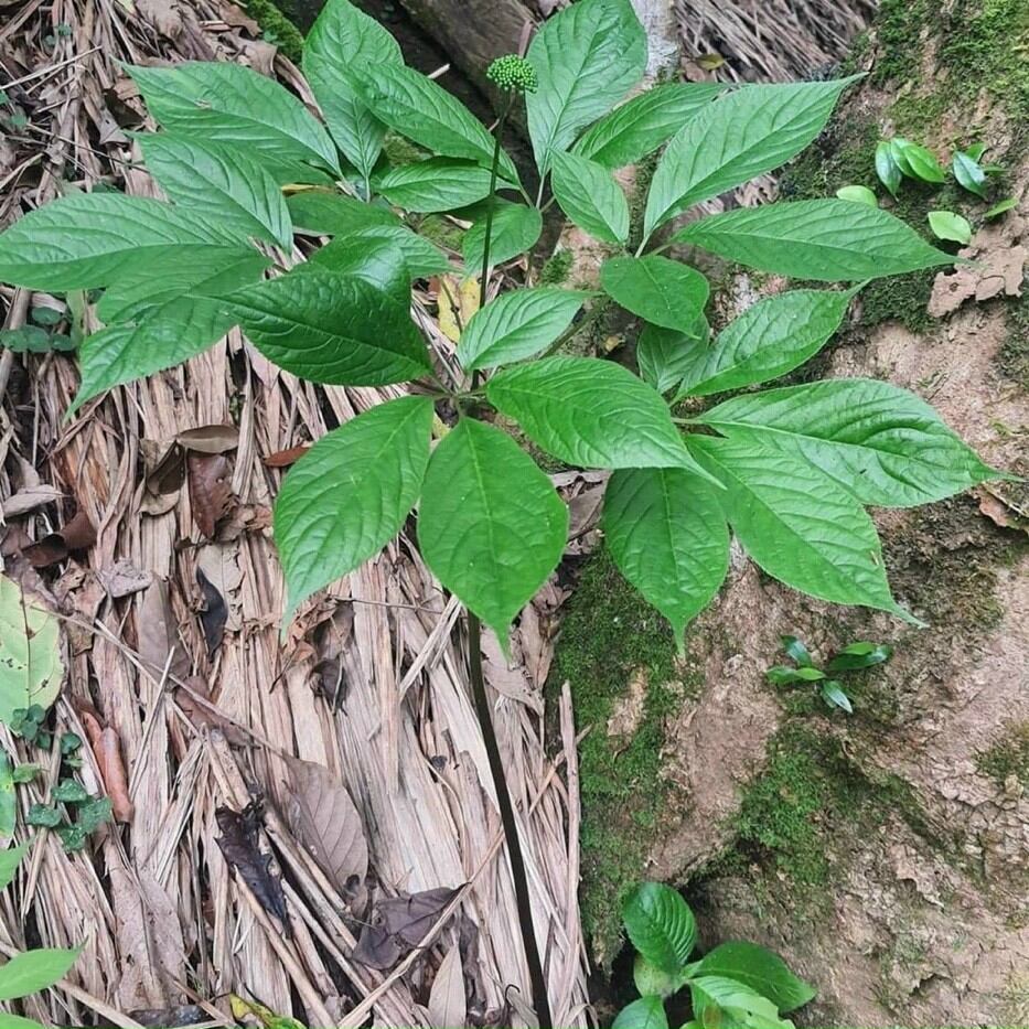 lá sâm ngọc Linh khô 100gram