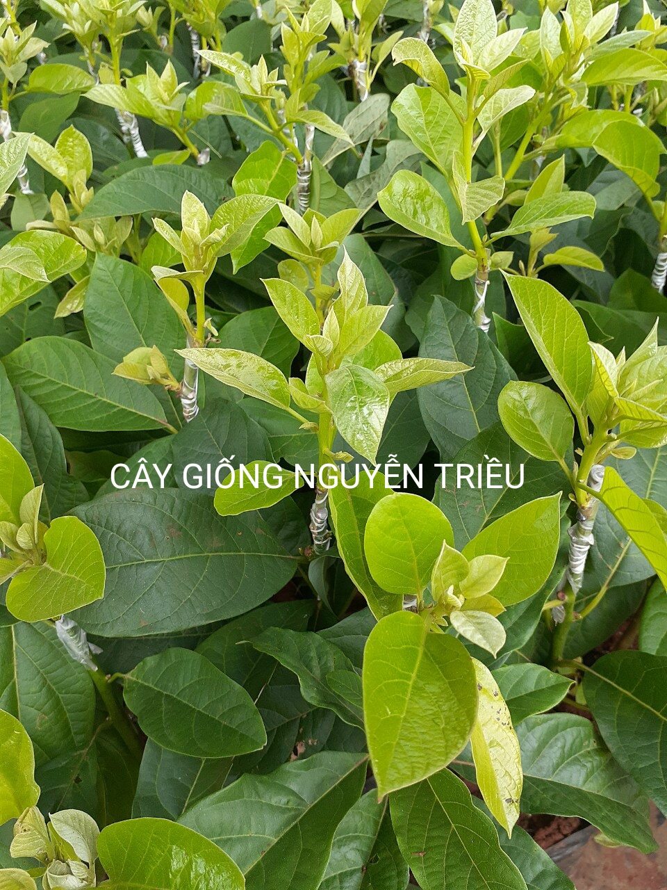 Cây giống bơ 034