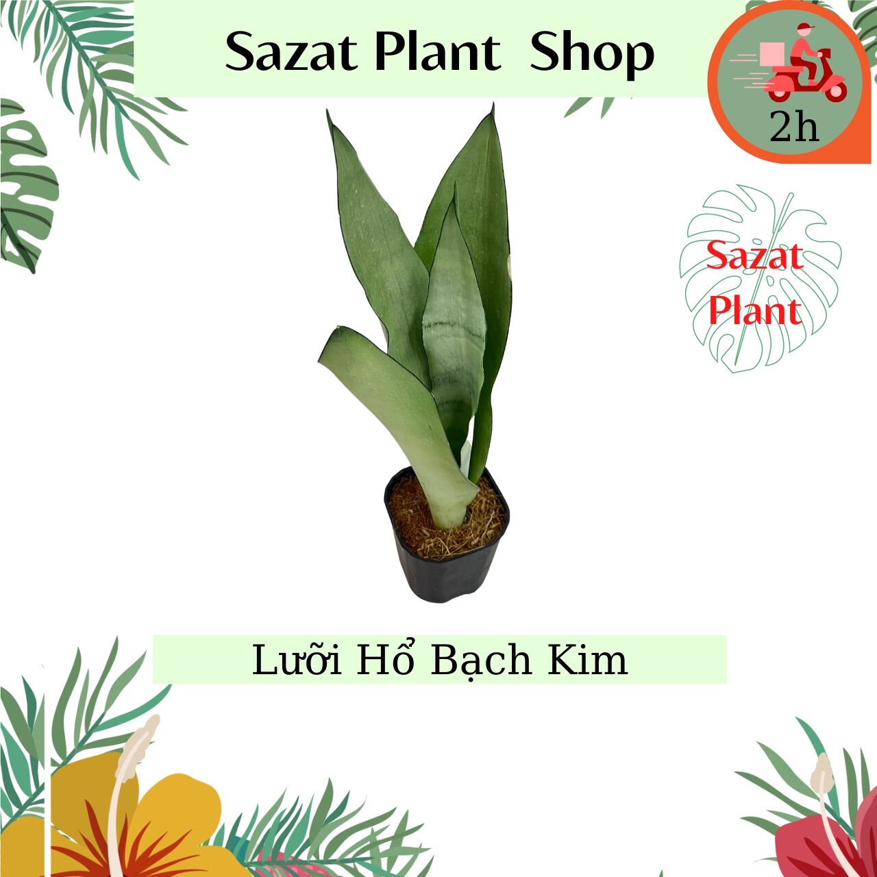 Lưỡi Hổ Bạch Kim , cao 25-30cm, cây để bàn trồng trong nhà lọc không khí điện từ trường, Sazat Plant