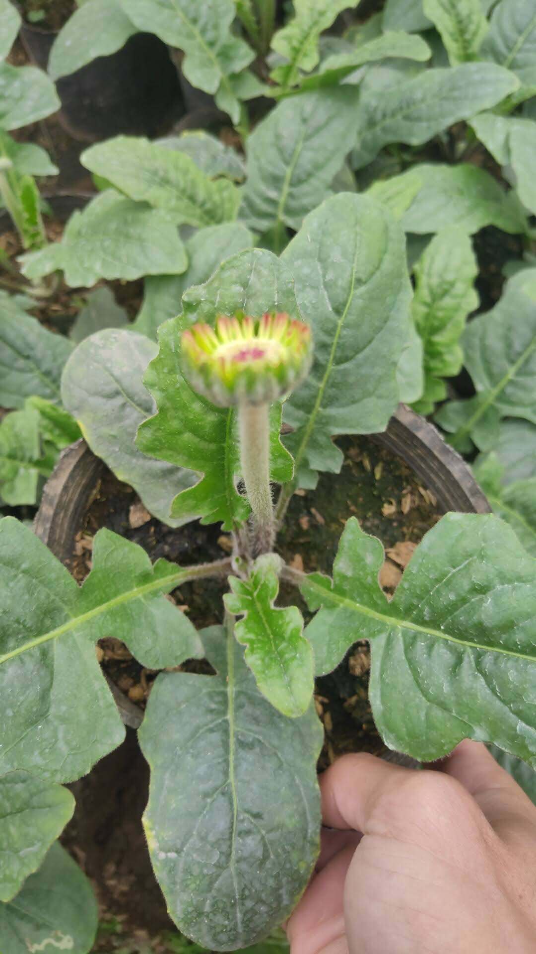 Hoa đồng tiền cao( sắp nụ)