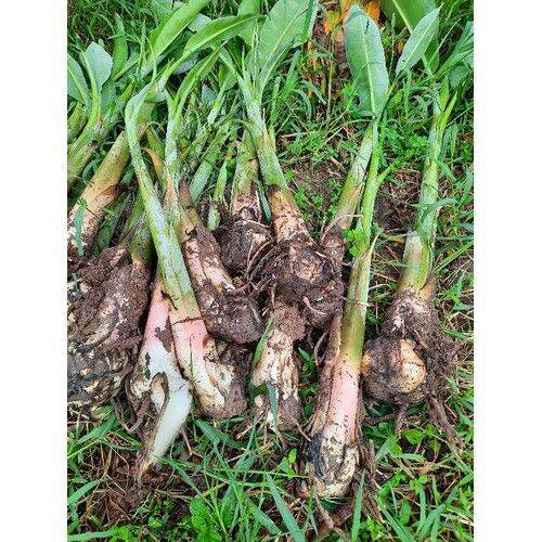 Cây Chuối Hột Giống Cao 50cm