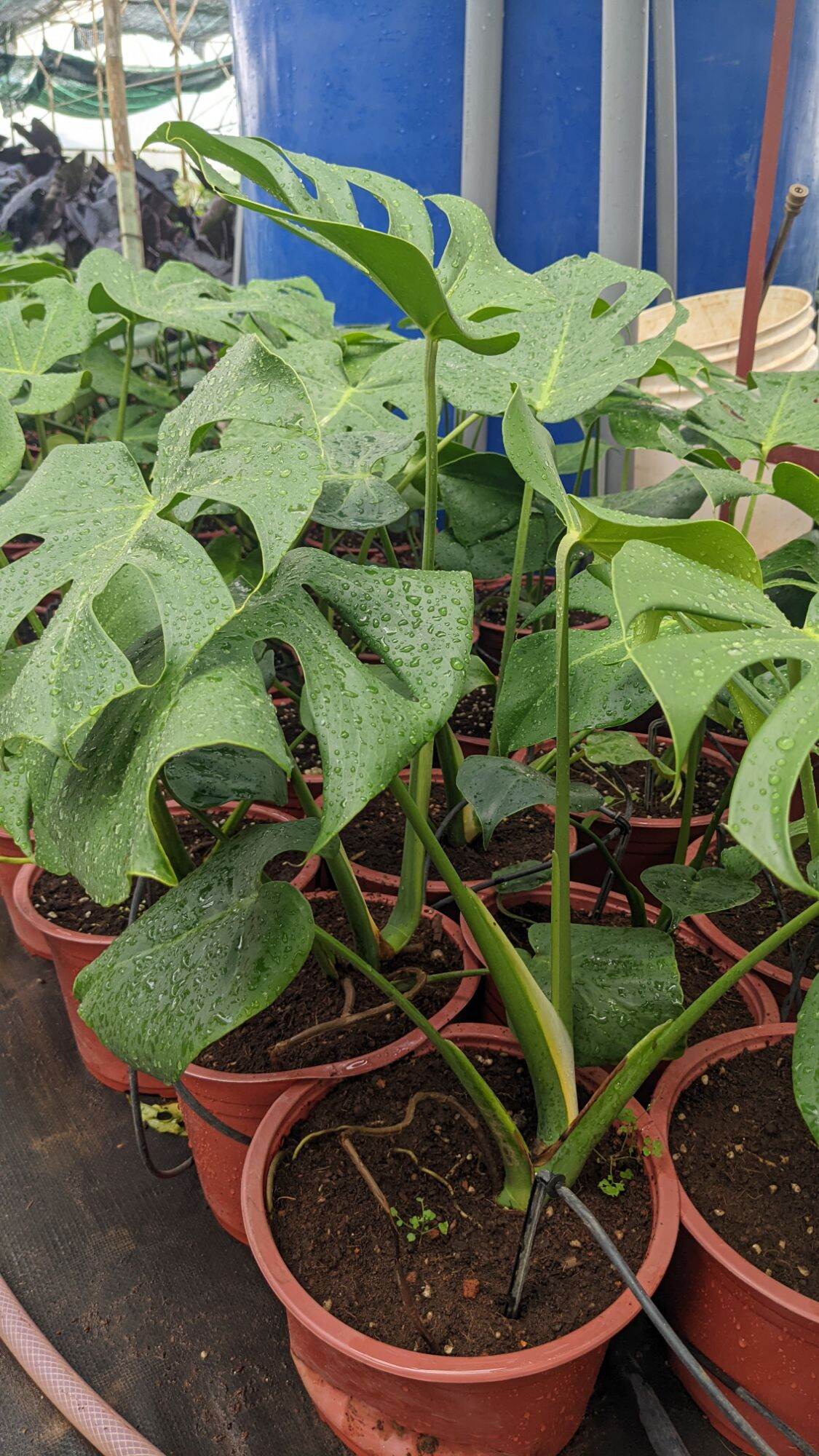 trầu bà lá xẻ