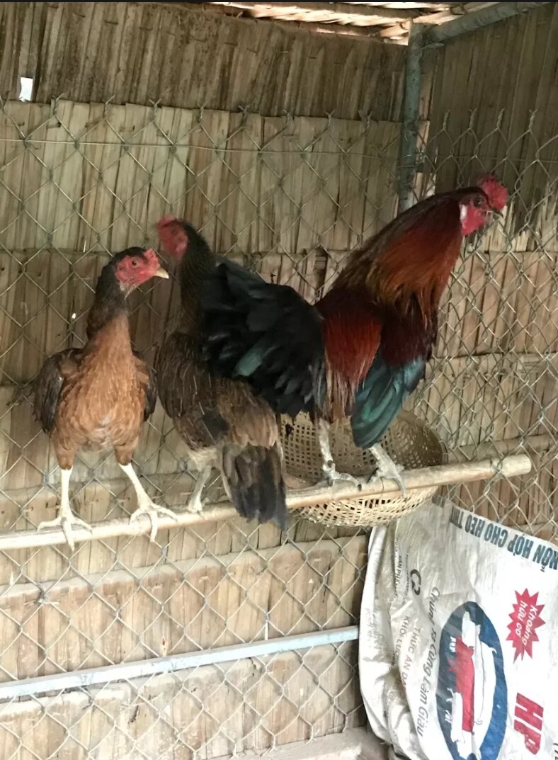 5 Trứng gà đá ấp nở con/ soi từng trứng/