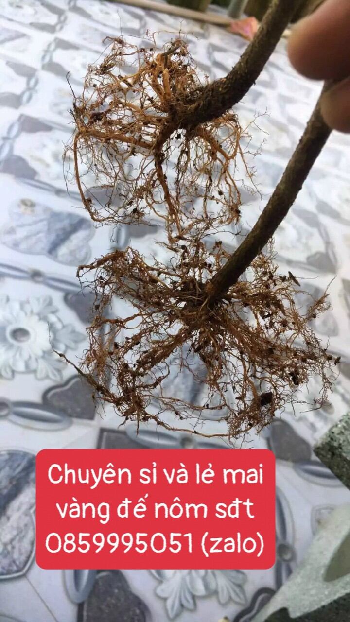 10 cây mai vàng con đế nôm cao 60-90cm
