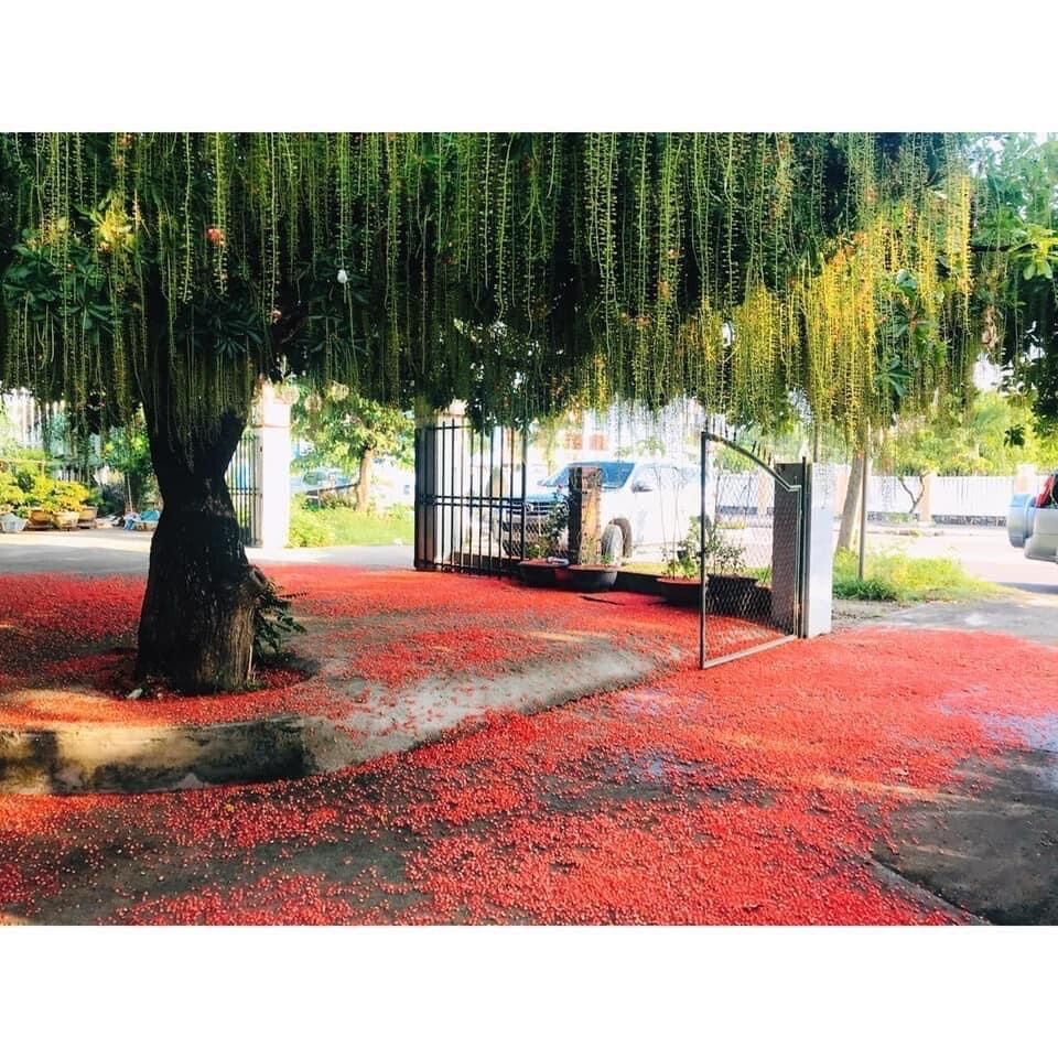 Cây giống hoa Lộc vừng
