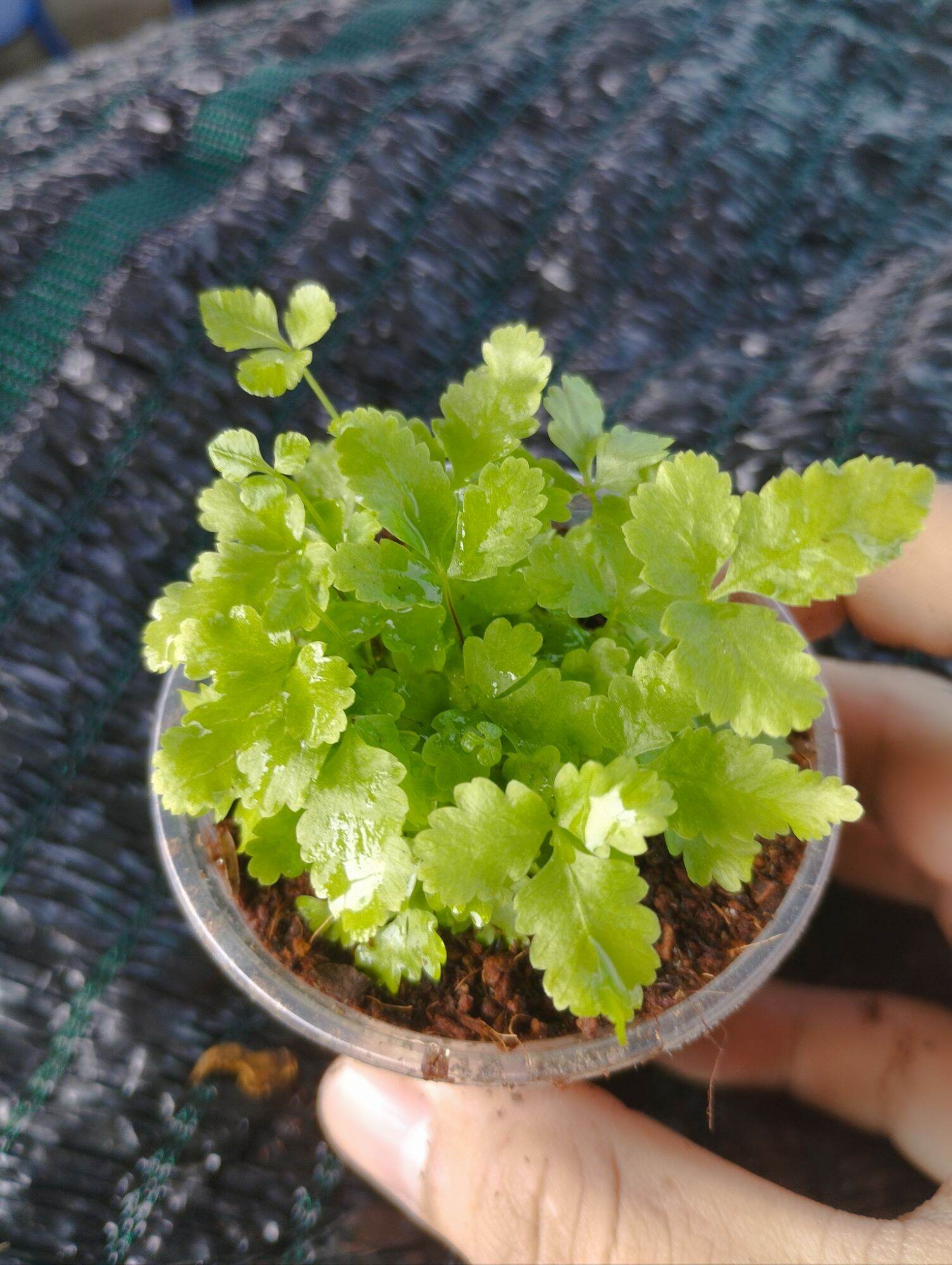 dương sỉ mini xanh