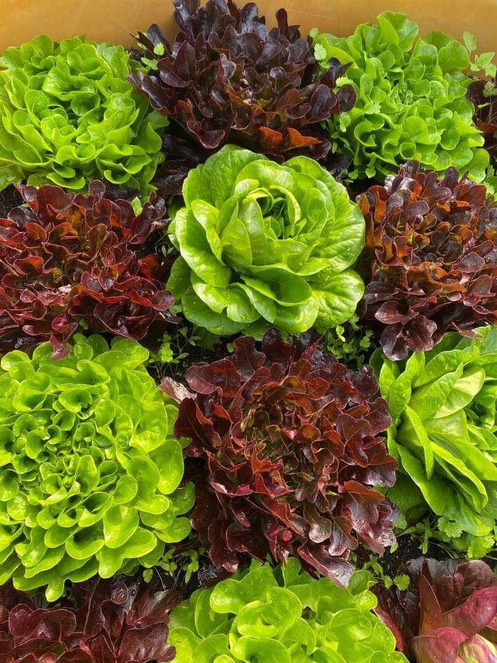 Hạt giống xà lách salanova F1 mỹ