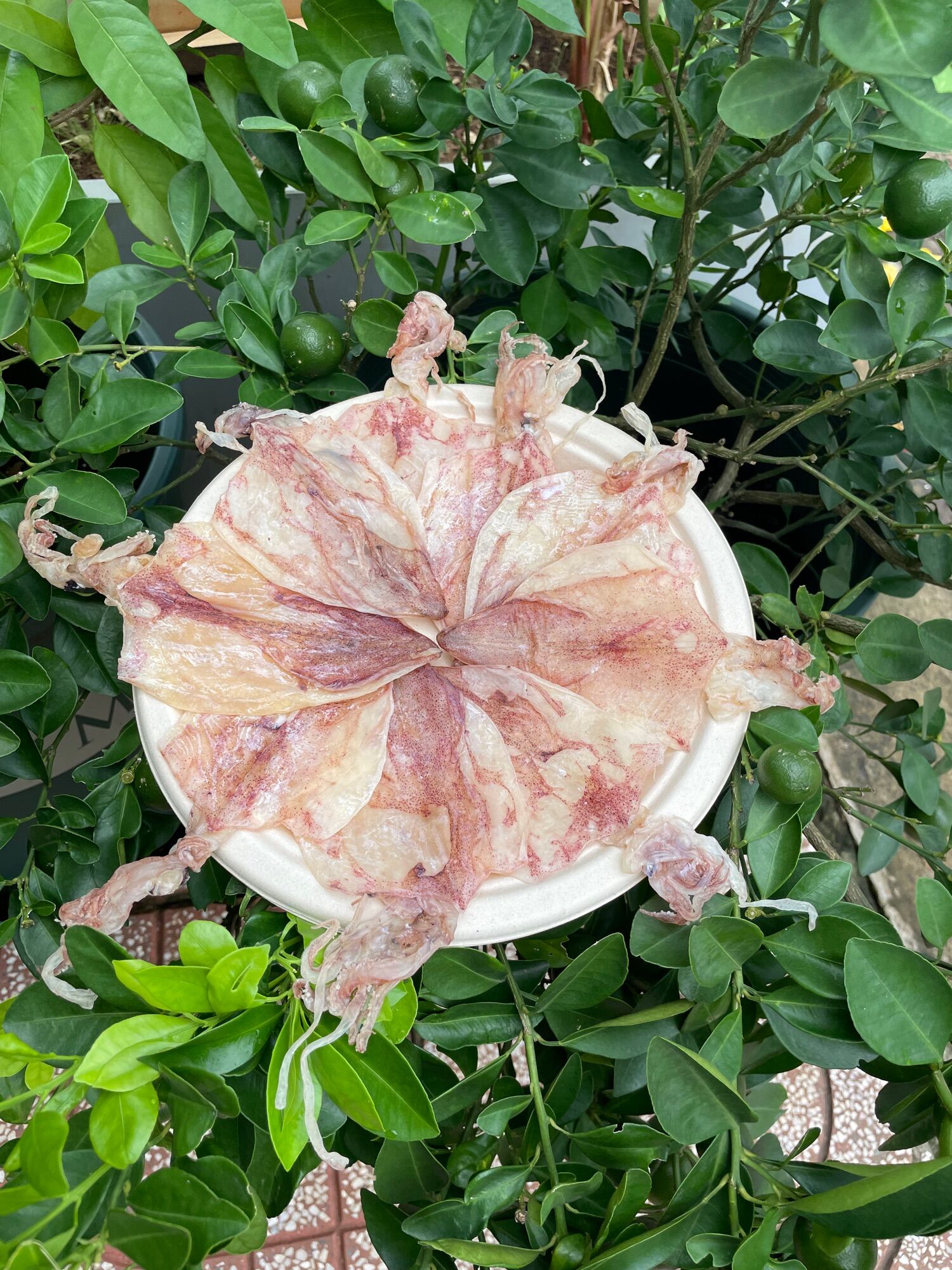 200g mực khô size 110-120 con/1kg...khô đảo nam du