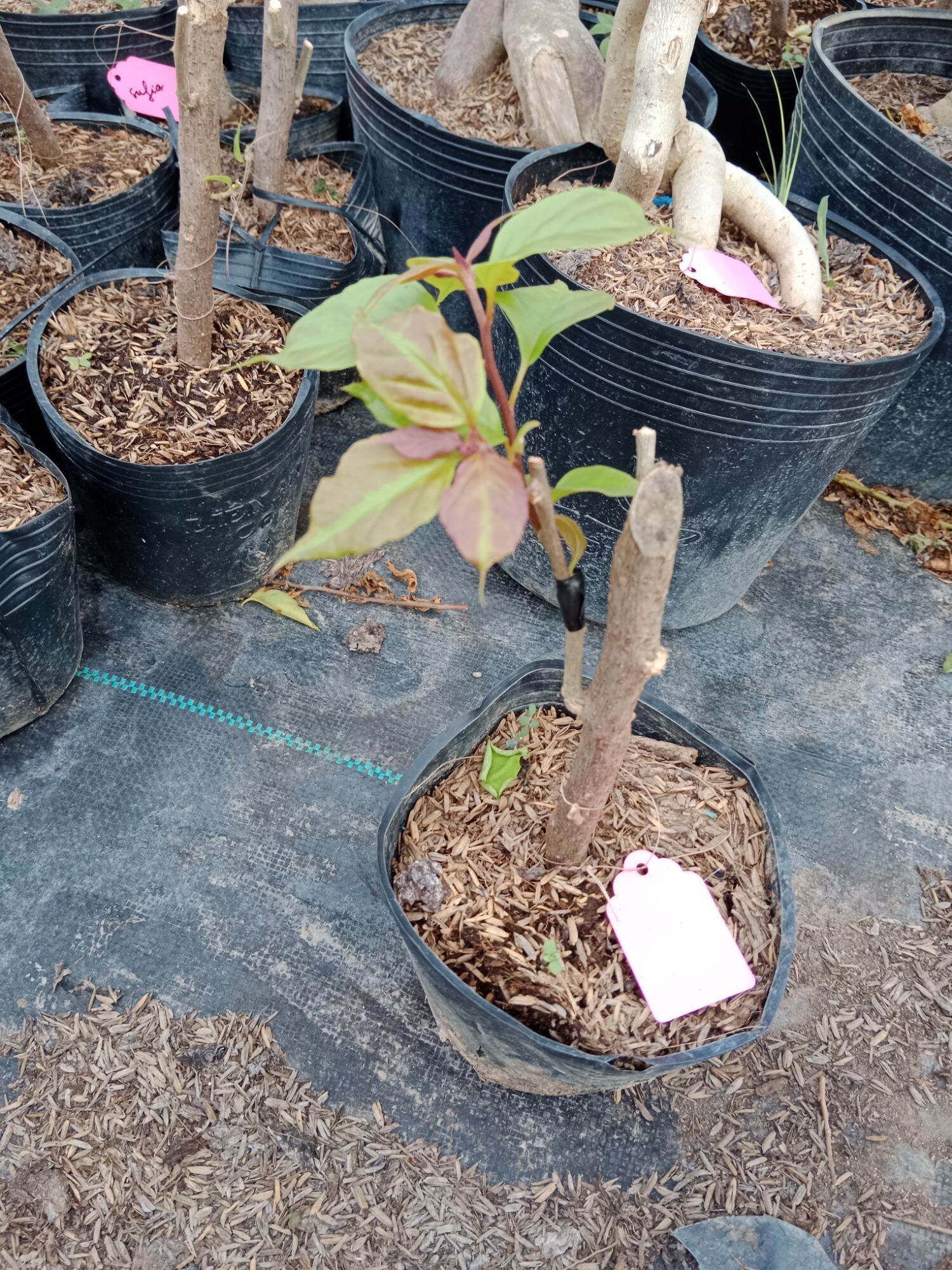 cây hoa giấy ghép (sufia)